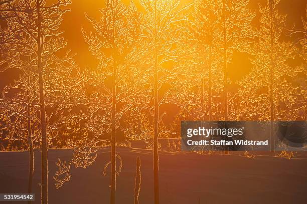 winter in swedish lapland - yellow light stock pictures, royalty-free photos & images