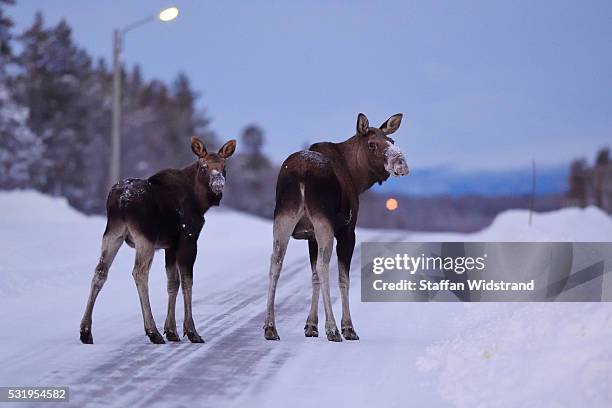 moose, swedish lapland - moose swedish stock pictures, royalty-free photos & images