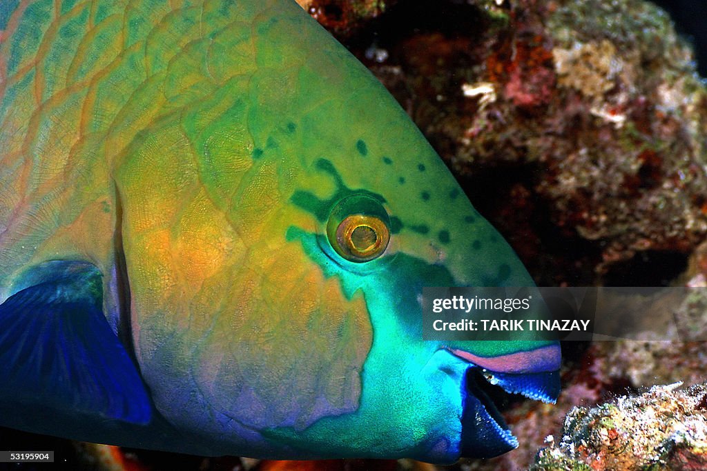 A Rusty Parrotfish (Scarus ferrugineus )