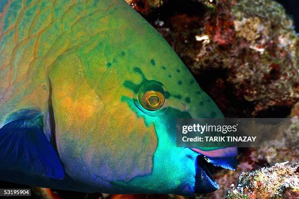 Sharm El-Sheikh, EGYPT: A Rusty Parrotfish is seen in the depth of Ras Mohammed protection area near Sharm el-Sheikh in Egypt, 05 July 2005....