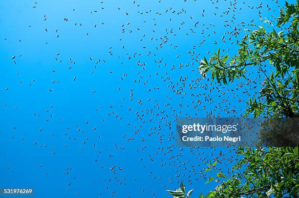 apis mellifera, honey bees swarm - swarm of insects foto e immagini stock