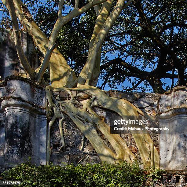 Intertwining 975 Intertwining Trees Stock Photos, High-Res Pictures, and Images ...