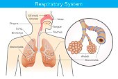 Respiratory system of human