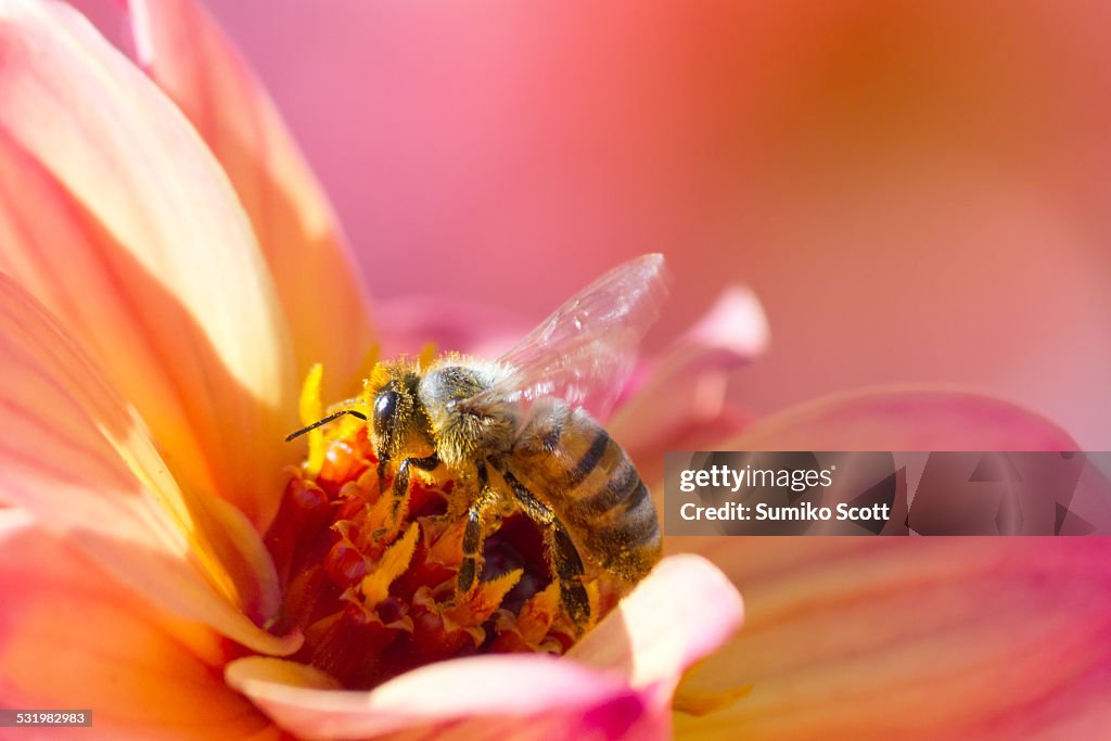 Honeybee collecting pollen from daisy flower