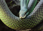 Green Snake Latigo