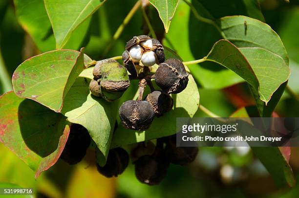 popcorn tree seed pods - chinese tallow tree stock pictures, royalty-free photos & images