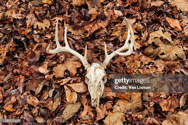 deer skull laying on dead leaves - deer skull bildbanksfoton och bilder