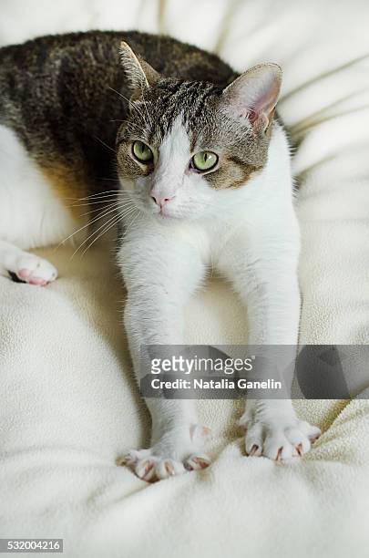 tabby cat kneading on soft blanket - knåda bildbanksfoton och bilder