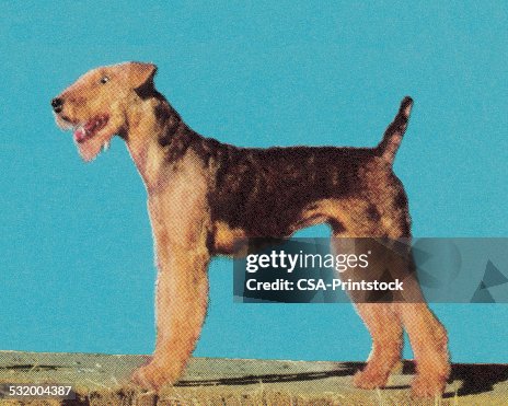 Terrier Terrier