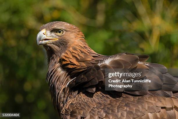 golden eagle portrait - golden eagle stock-fotos und bilder