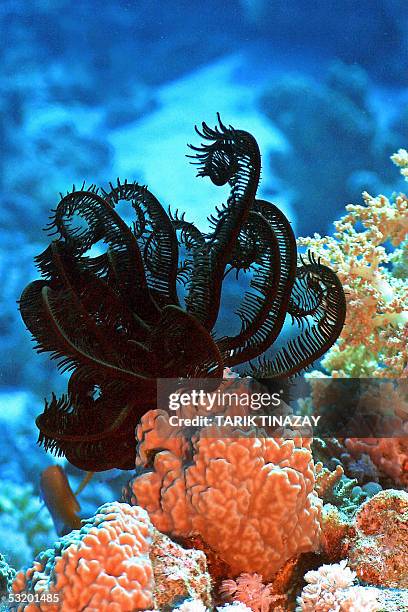 Sharm El-Sheikh, EGYPT: A Feather Stars is on the edge of the coral reef in the depth of Ras Mohammed protection area near Sharm el-Sheikh in Egypt,...