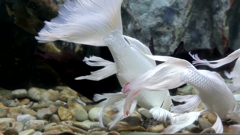 Whute Fish Cod White Fish Cod Videos and HD Footage - Getty Images
