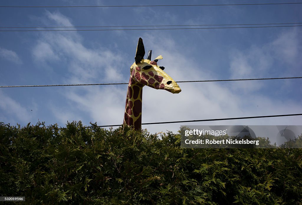 Saint George Vt A plastic model of a giraffe seen over a hedge along Route 116, St ...