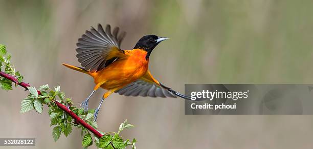 baltimore oriole in flight, male bird, icterus galbula - vogels stockfoto's en -beelden