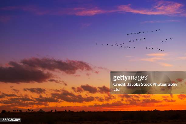 birds flying in formation in dramatic sunset sky - phoenix bird stockfoto's en -beelden