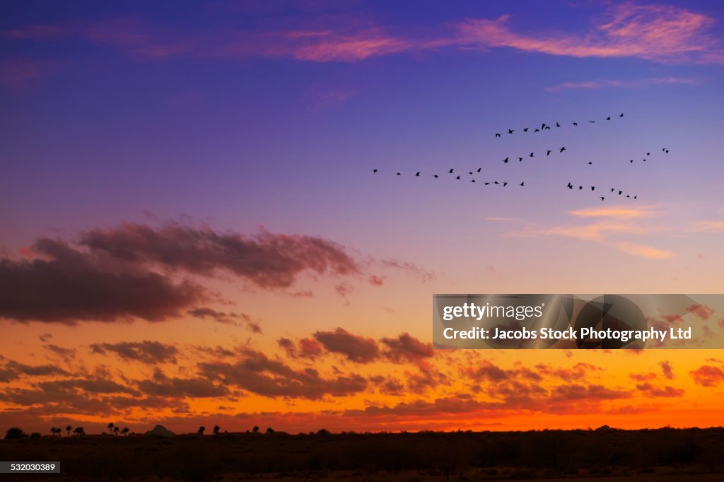 Birds flying in formation in dramatic sunset sky