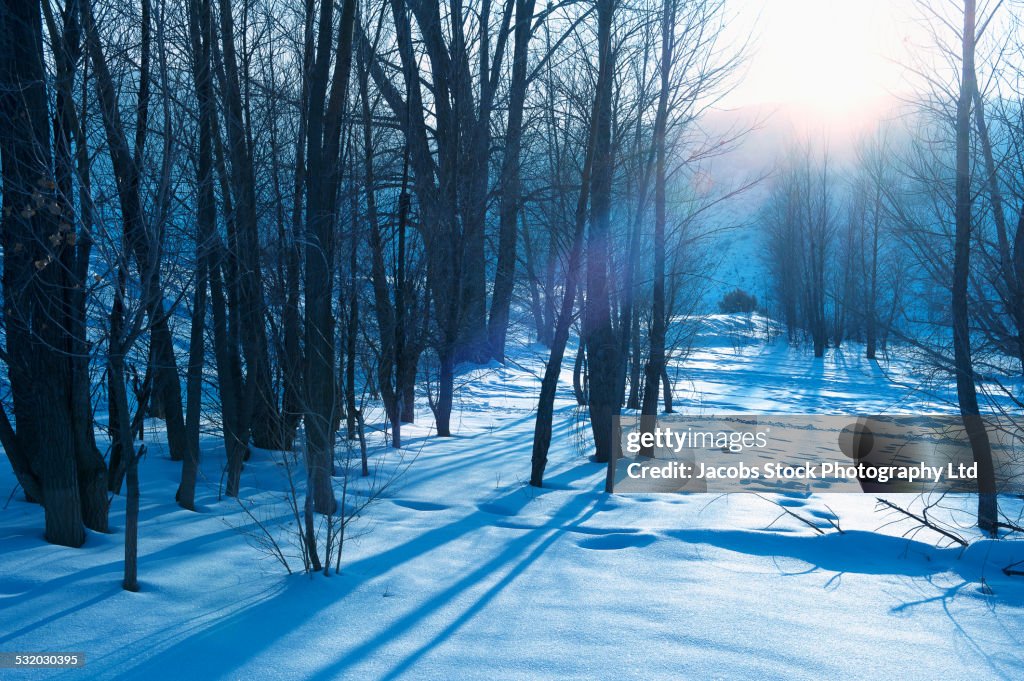 Snow in barren forest