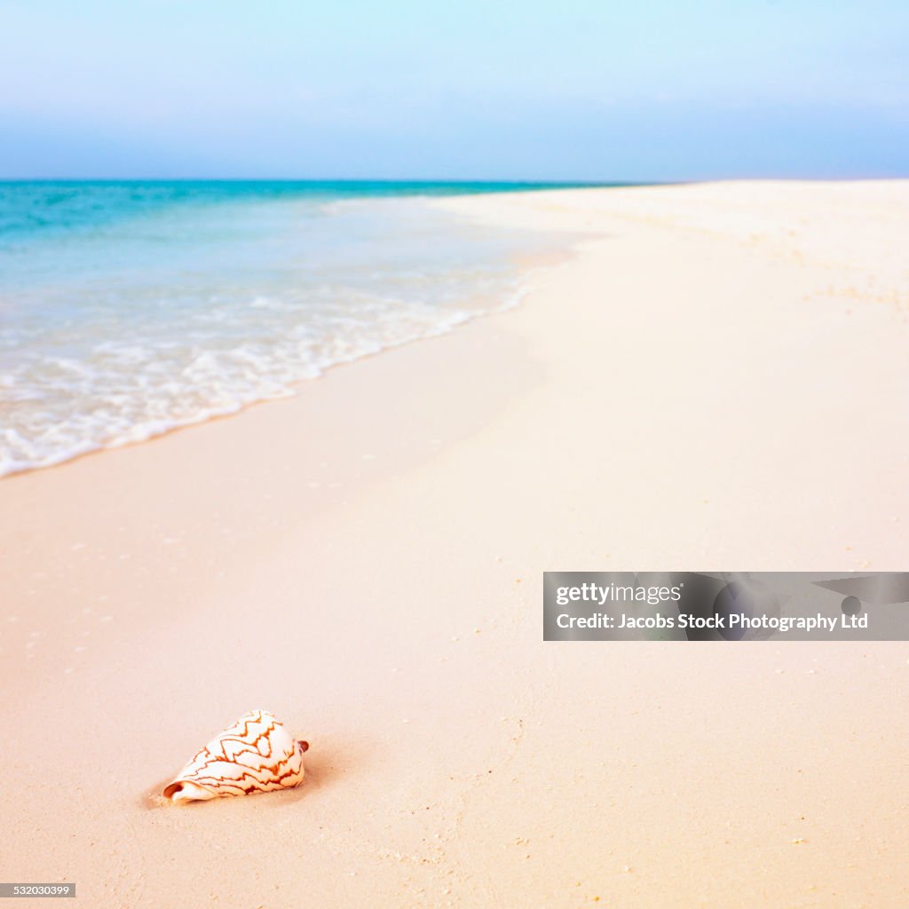 Seashell in sand on beach