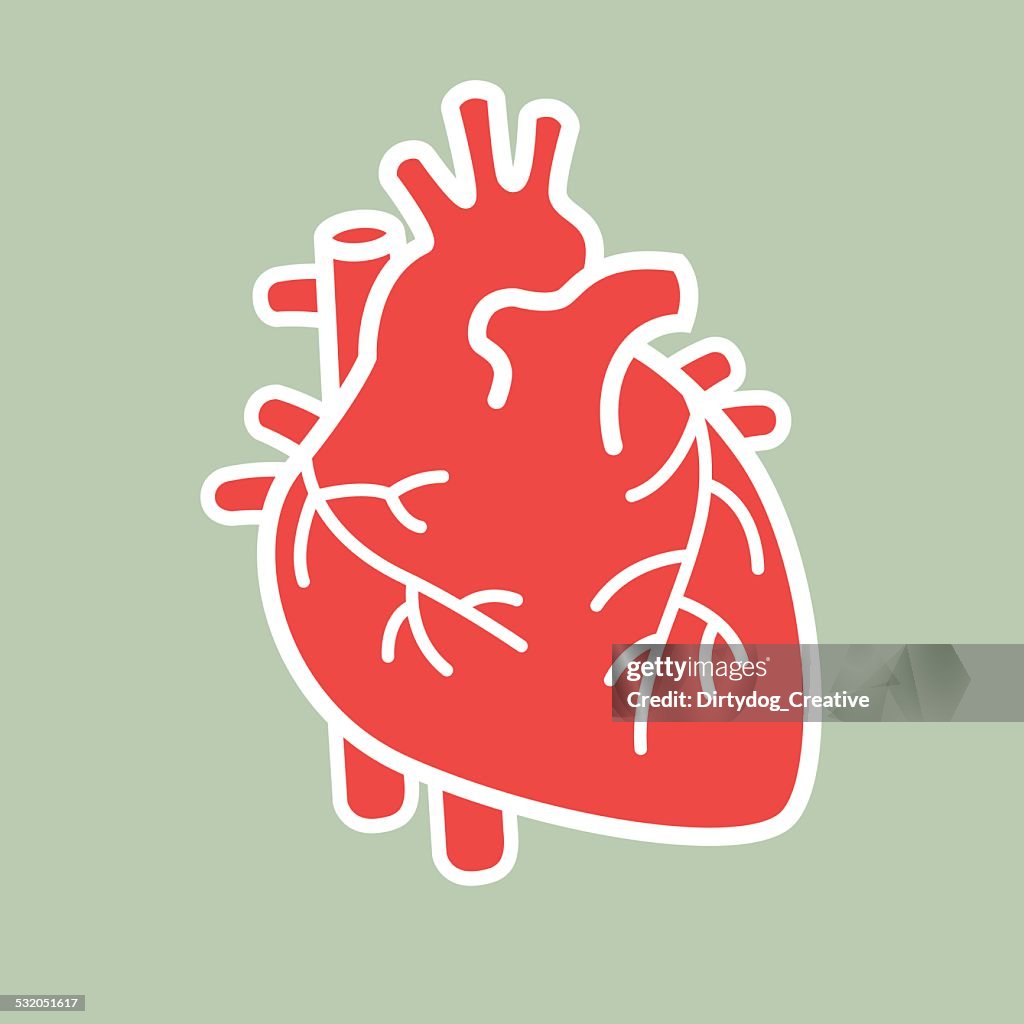 Human heart vector