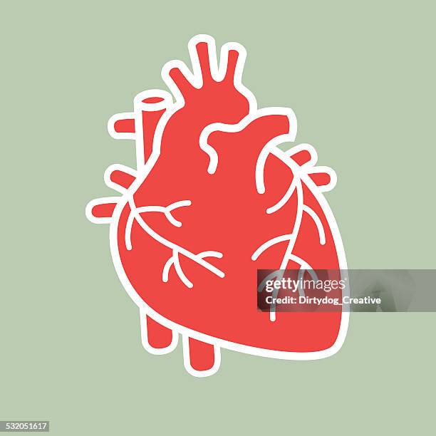 human heart vector - biology stock illustrations