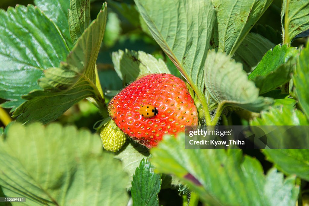 Big strawberry beds ladybug