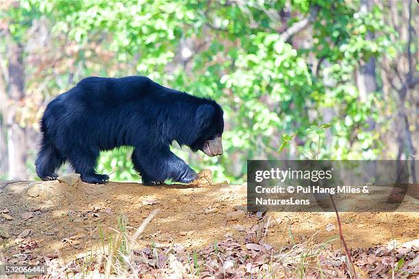 sloth bear walking - sloth bear stock pictures, royalty-free photos & images