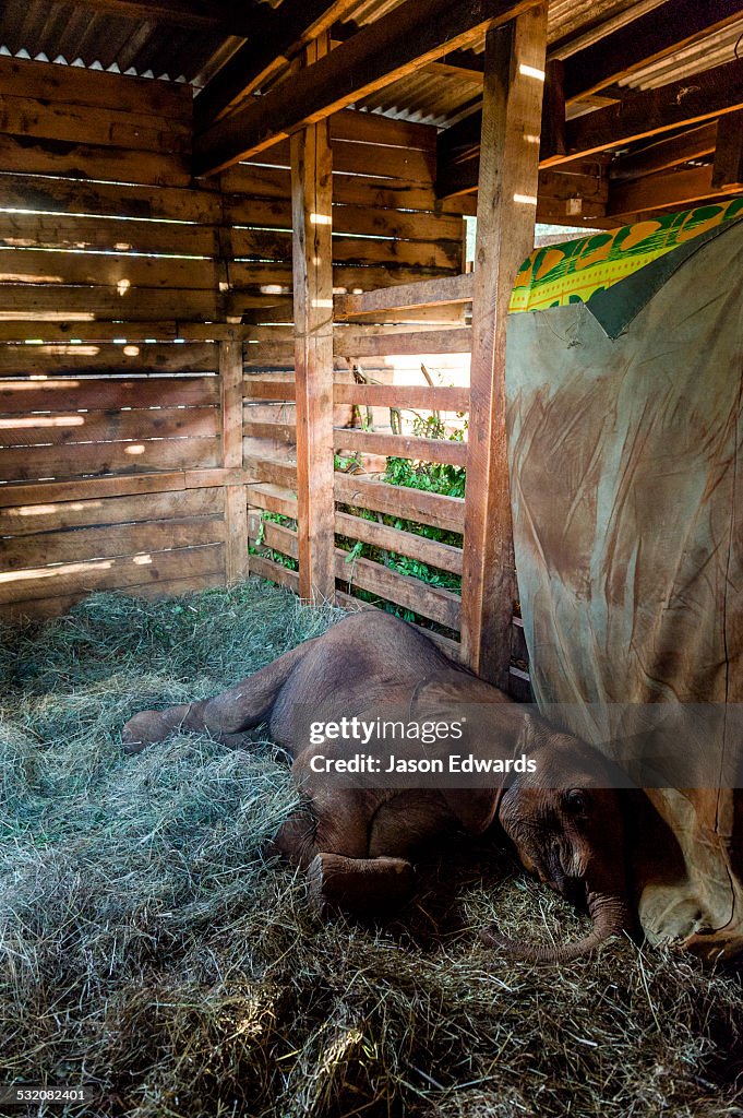An orphaned African Elephant calf sleeping in a bed of straw in wildlife shelter barn.