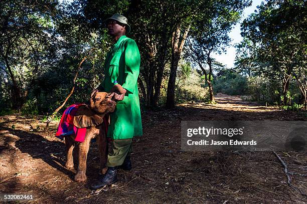 an orphaned african elephant calf suckles on the fingers of a wildlife carer for comfort. - survival blanket stock pictures, royalty-free photos & images