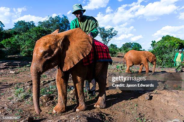 a wildlife carer places a blanket on an orphaned african elephant calf to keep it warm whilst sleeping. - orphan stock pictures, royalty-free photos & images