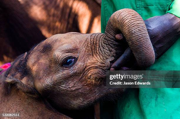 an orphaned african elephant calf suckles on the fingers of a wildlife carer for comfort. - elefanten stock-fotos und bilder