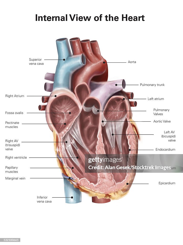 Internal view of the human heart.