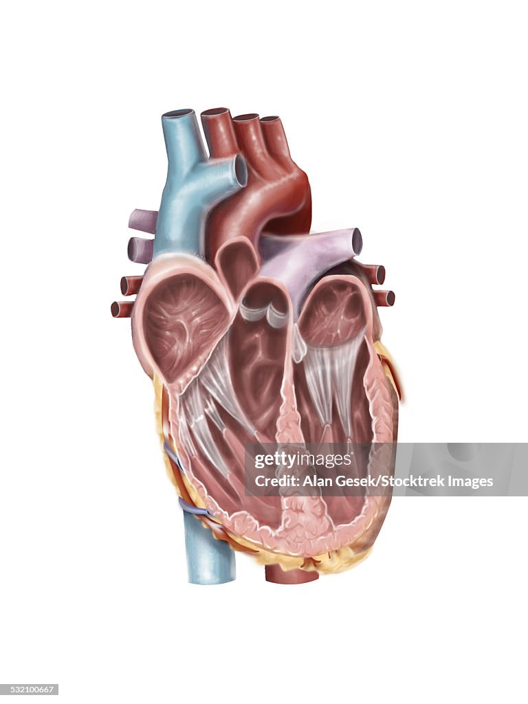 Internal view of the human heart.