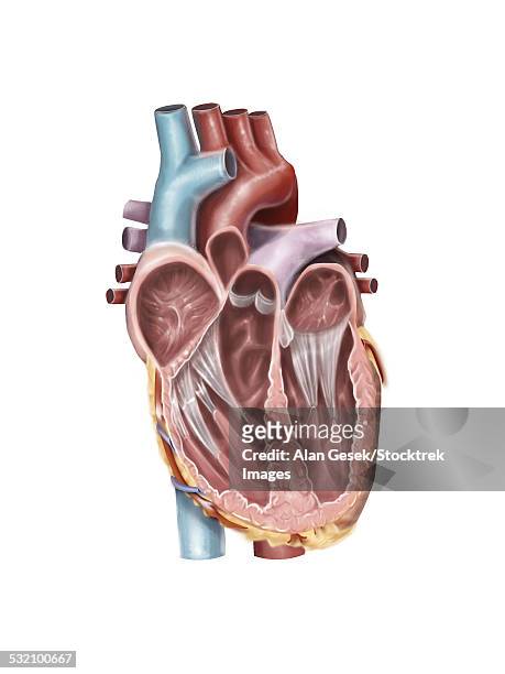 internal view of the human heart. - papillary muscle stock illustrations