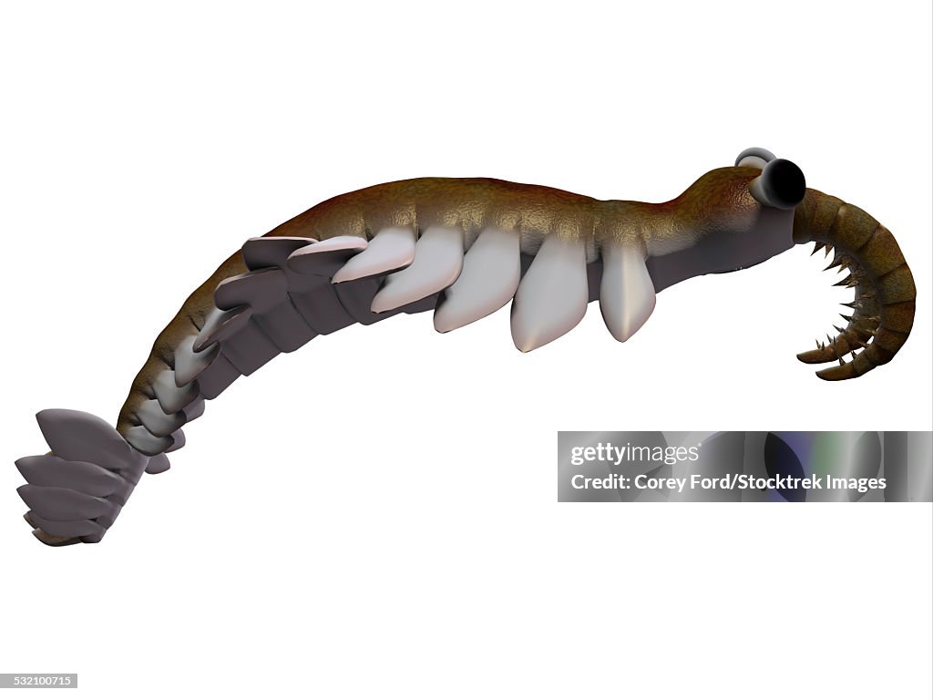 Anomalocaris is the largest known predator of Cambrian seas and hunted smaller arthropods of that time.