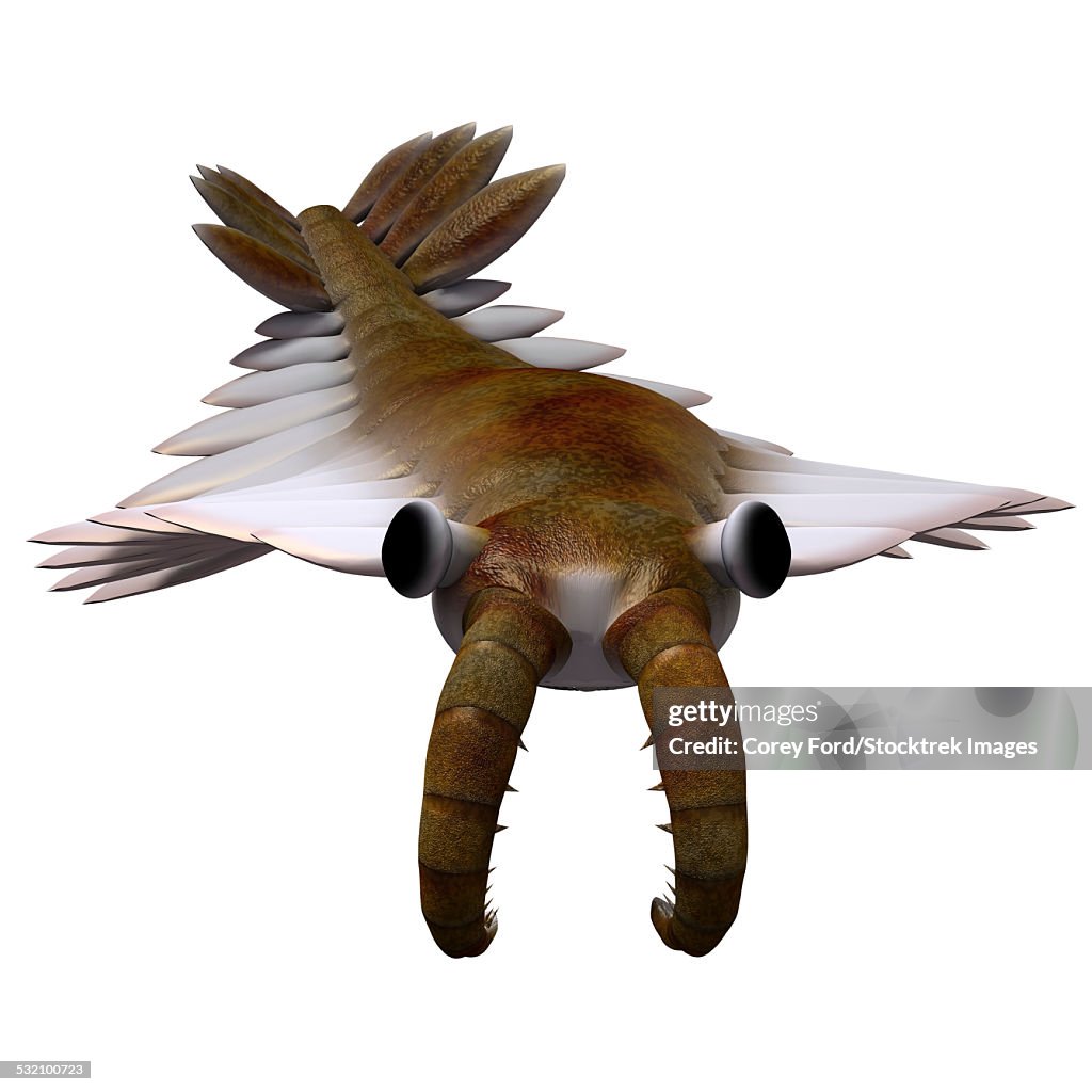 Anomalocaris is the largest known predator of Cambrian seas and hunted smaller arthropods of that time.