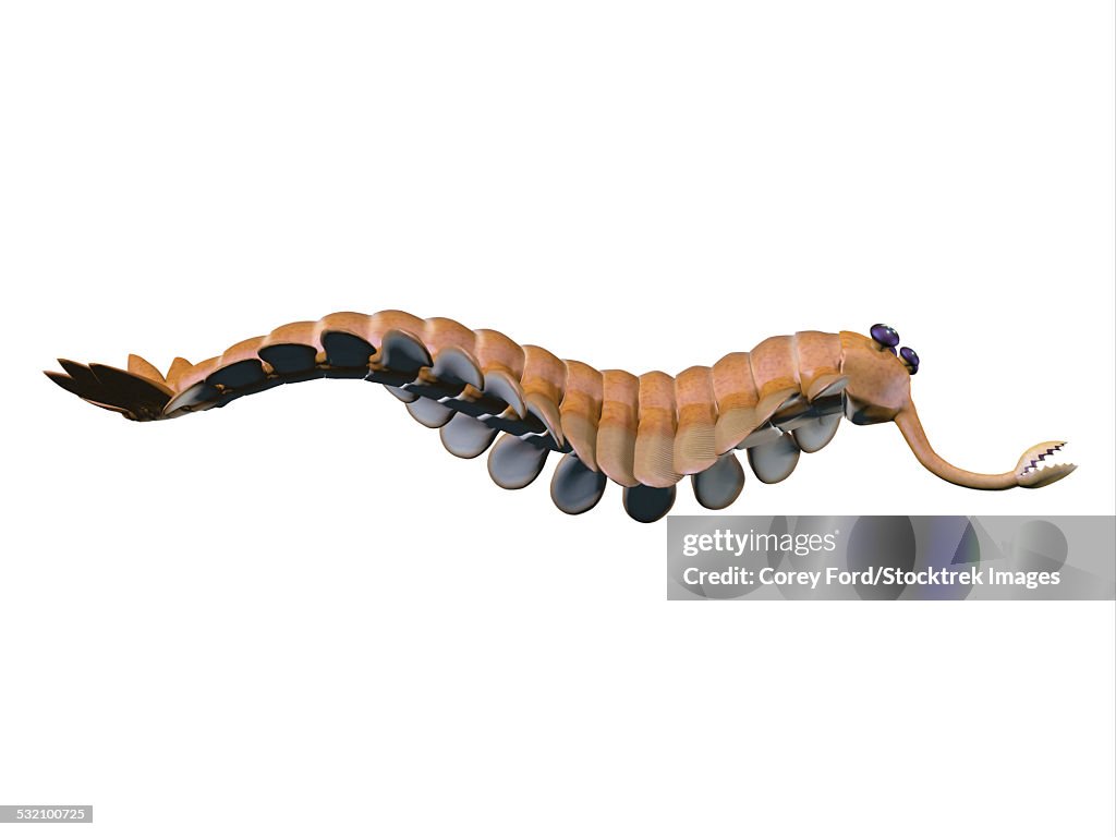 Opabinia is a small predator of Cambrian seas and hunted worms and soft bodied prey with its proboscis.