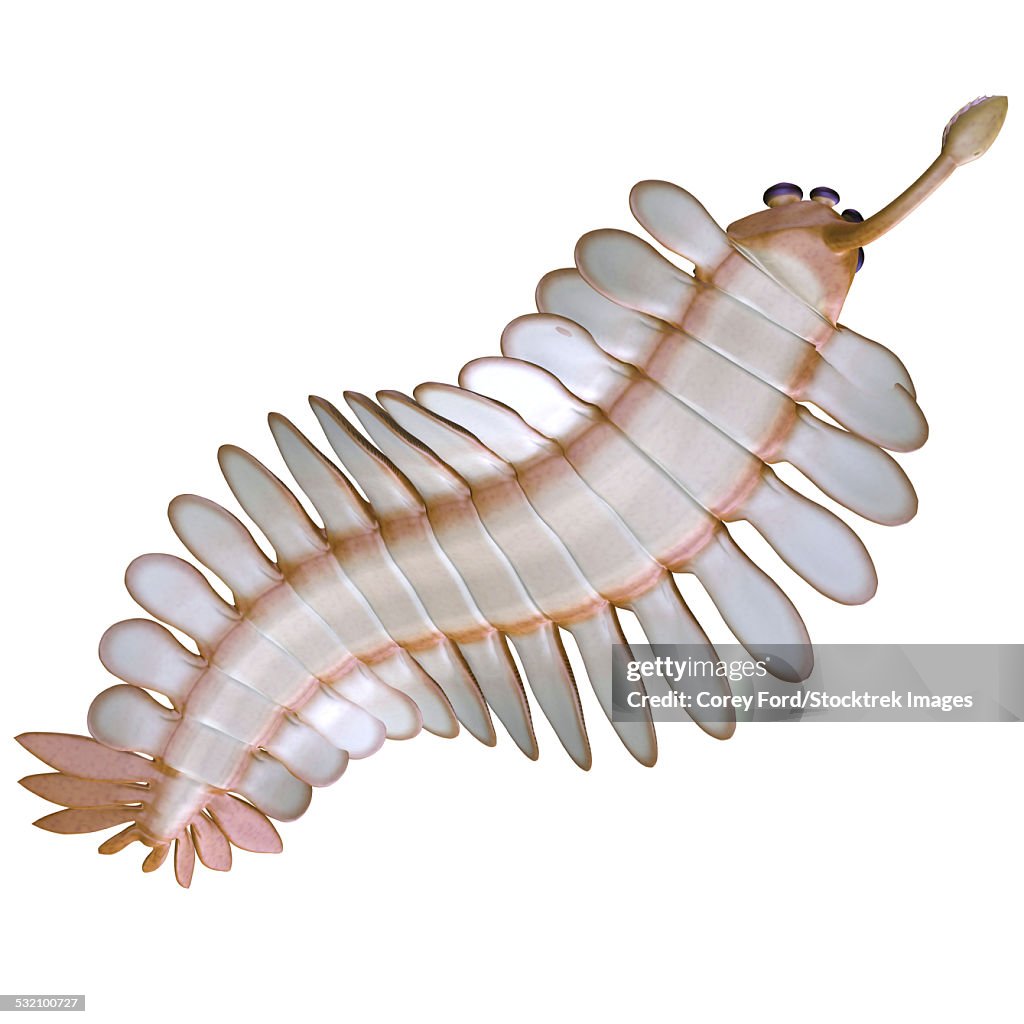 Opabinia is a small predator of Cambrian seas and hunted worms and soft bodied prey with its proboscis.