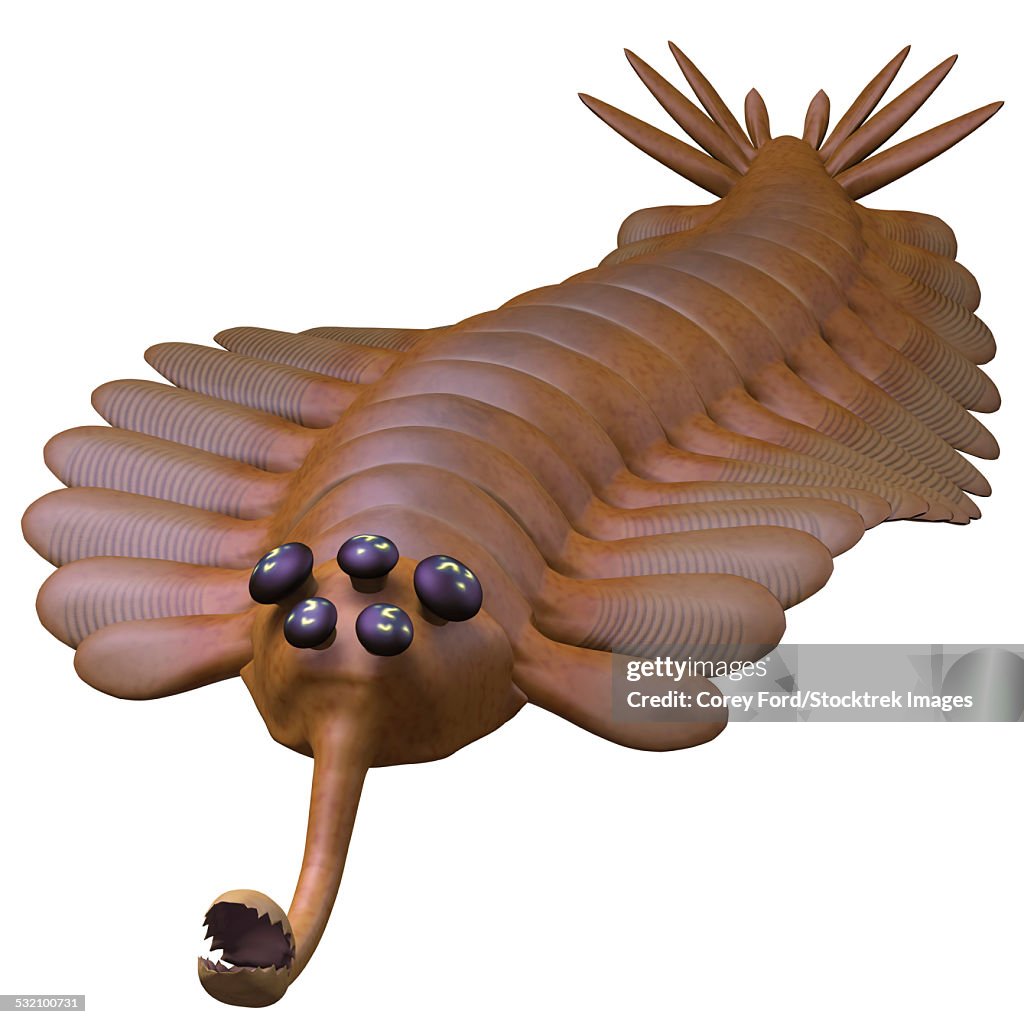 Opabinia is a small predator of Cambrian seas and hunted worms and soft bodied prey with its proboscis.