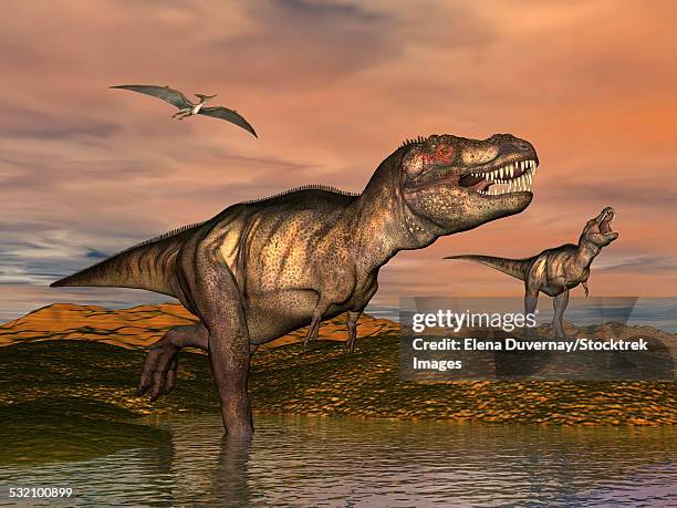 Rex Raptor Point Rex Raptor Photos et images de collection - Getty Images