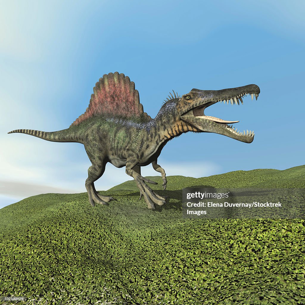 Spinosaurus dinosaur walking on the grass.