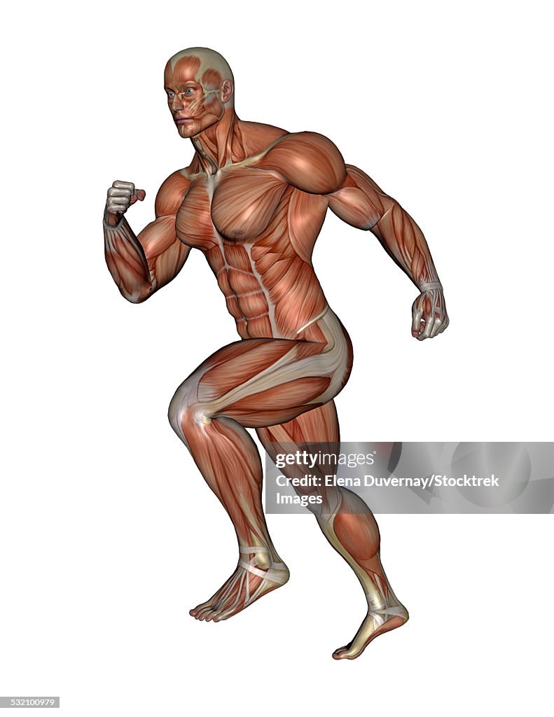 Muscular man running, isolated on white background.