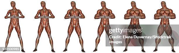 illustrations, cliparts, dessins animés et icônes de set of six men showing progression to become a muscular man, isolated on white background. - muscle vaste interne