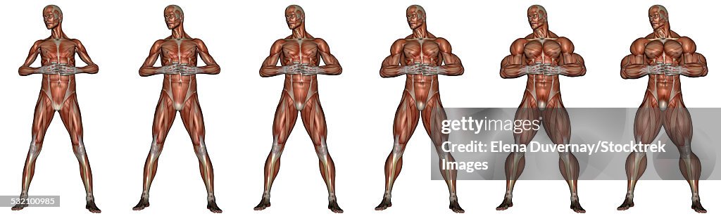 Set of six men showing progression to become a muscular man, isolated on white background.