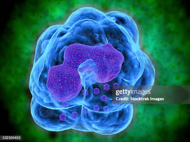 stockillustraties, clipart, cartoons en iconen met conceptual image of basophils. - nucleolus