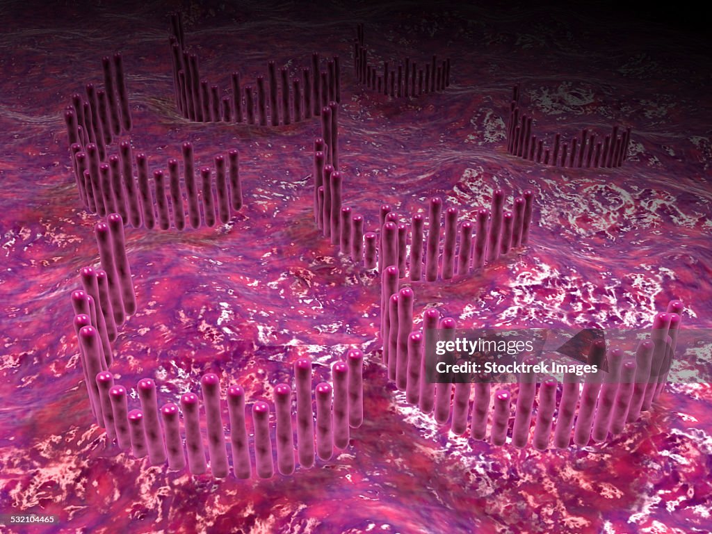 Microscopic view of the cochlea of the inner ear.