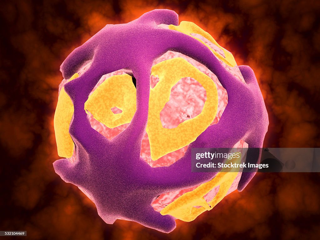Conceptual image of the dengue virus. The dengue virus is a mosquito-borne RNA virus that causes dengue fever.