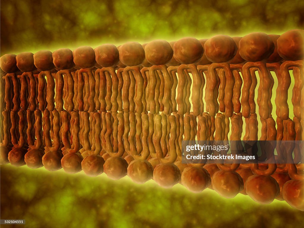 Microscopic view of phospholipids.