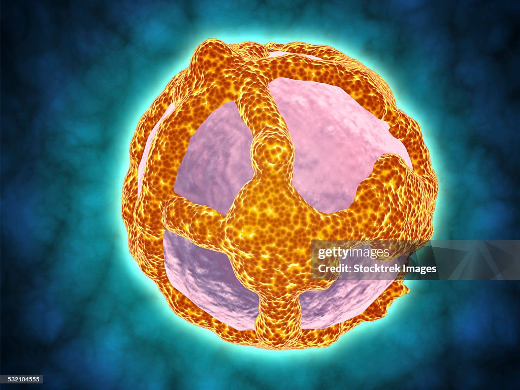 Electron micrograph of negative-stained Prochlorococcus. A cyanophage is a virus that infects cyanobacteria.
