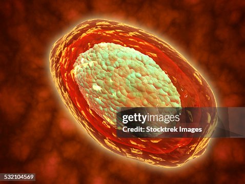 Microscopic view of samllpox. Microscopic view of samllpox.