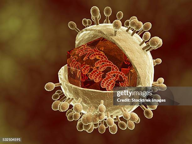 conceptual image of human cytomegalovirus. cytomegalovirus is a genus of the viral family herpesviridae. - spike protein stock-grafiken, -clipart, -cartoons und -symbole